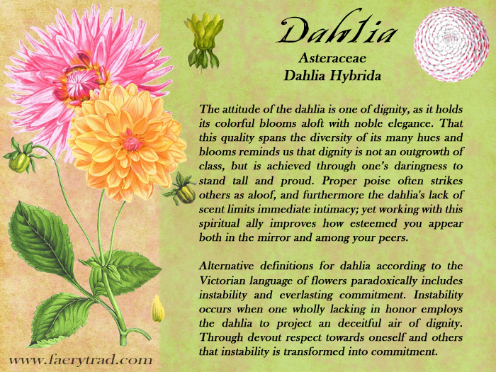 DAHLIA: Asteraceae; Dahlia Hybrida - The attitude of the dahlia is one of dignity, as it holds its colorful blooms aloft with noble elegance. That this quality spans the diversity of its many hues and blooms reminds us that dignity is not an outgrowth of class, but is achieved through one’s daringness to stand tall and proud. Proper poise often strikes others as aloof, and furthermore the dahlia's lack of scent limits immediate intimacy; yet working with this spiritual ally improves how esteemed you appear both in the mirror and among your peers. Alternative definitions for dahlia according to the Victorian language of flowers paradoxically includes instability and everlasting commitment. Instability occurs when one wholly lacking in honor employs the dahlia to project an deceitful air of dignity. Through devout respect towards oneself and others that instability is transformed into commitment.